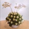 Polar Star and Phalaenopsis 800000